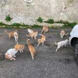 Nel 2012 l�amministrazione municipale ha emanato un regolamento di �tutela dei diritti degli animali�, predisponendo nel titolo dedicato ai felini un censimento delle colonie